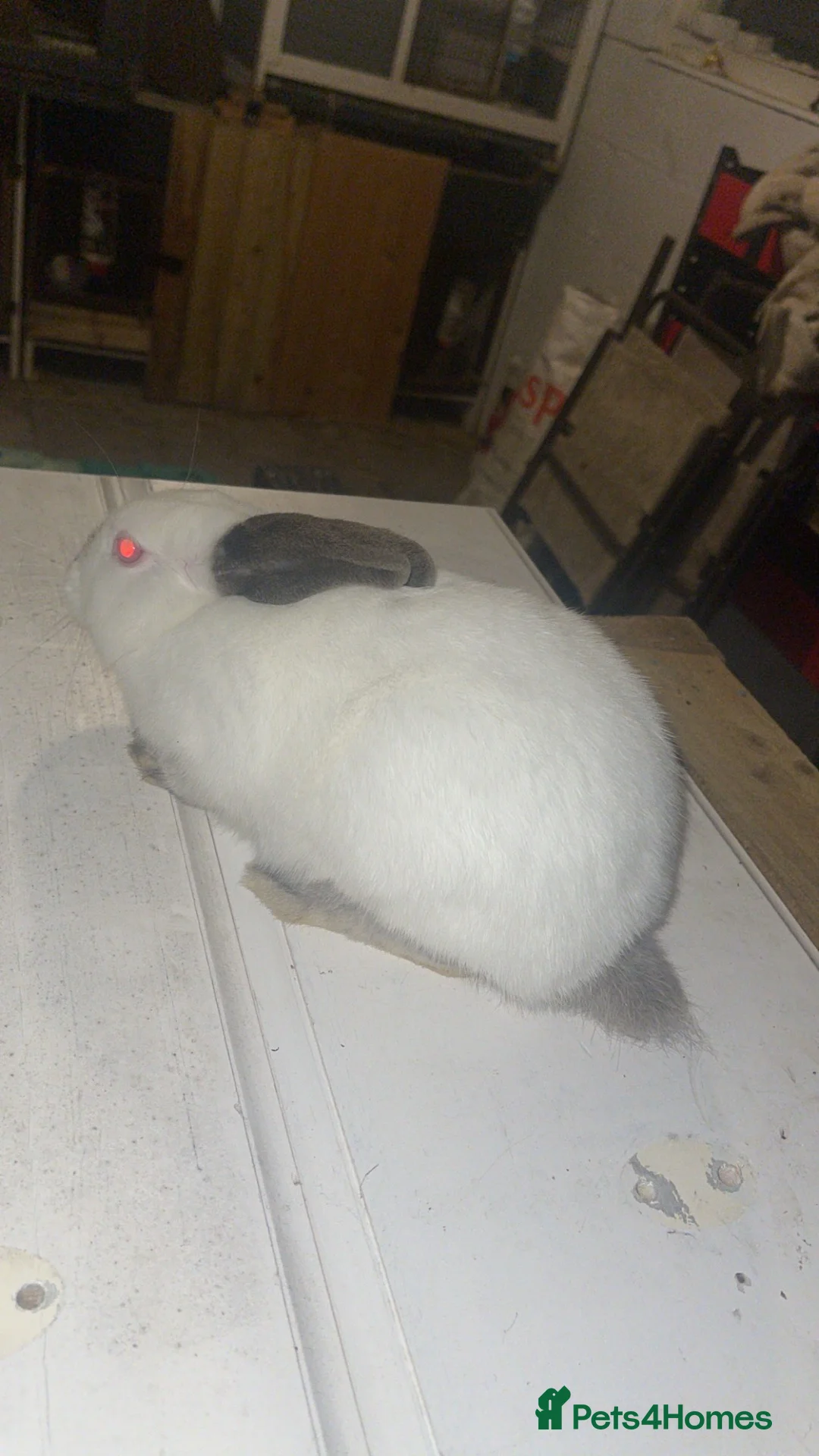 New Zealand rabbits for sale: Not enough room for this gorgeous little buck  in Worksop - Advert 2
