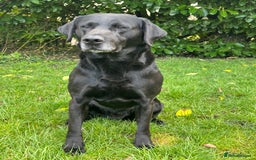 Labrador Retriever dogs for sale: Fully health tested Black Lab  - Image 5