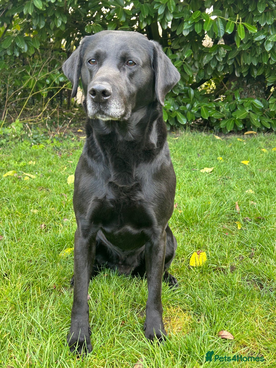 Labrador Retriever dogs for sale: Fully health tested Black Lab  - Image 5