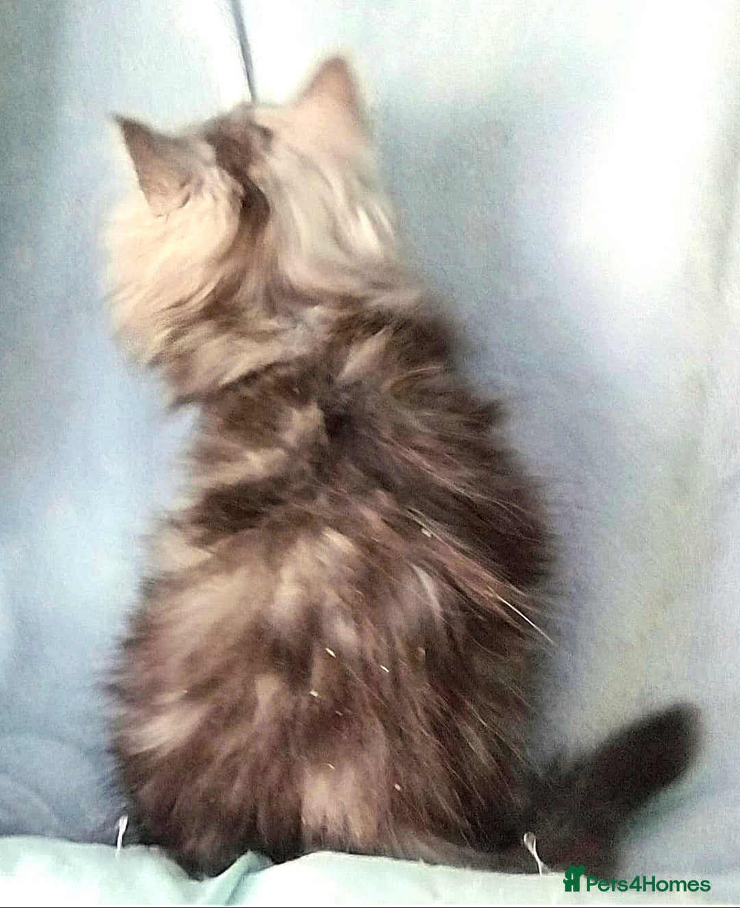 Maine Coon cats for sale: Pure Maine Coon Kittens Looking For A New Home  - Image 7
