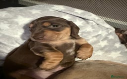 Mixed Breed dogs for sale: Adorable Daschund x spaniel pups  - Advert 26