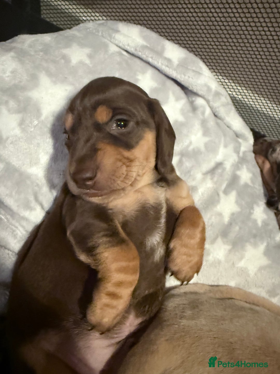 Mixed Breed dogs for sale: Adorable Daschund x spaniel pups  - Advert 26