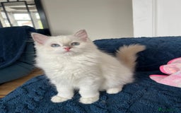 Ragdoll cats for sale: Last girl - Beautiful Pedigree Ragdoll kitten - Image 4