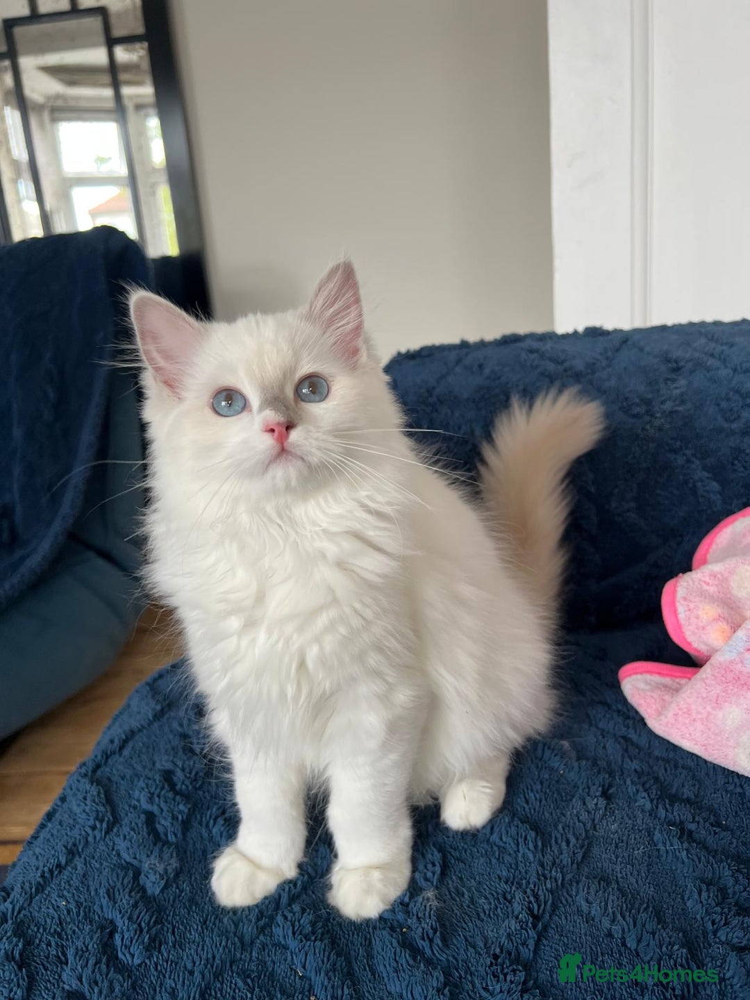 Ragdoll cats for sale: Last girl - Beautiful Pedigree Ragdoll kitten - Image 4