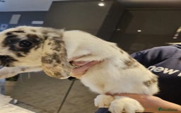 English rabbits for sale: 4 month old very friendly lovable lop rabbit  - Image 3