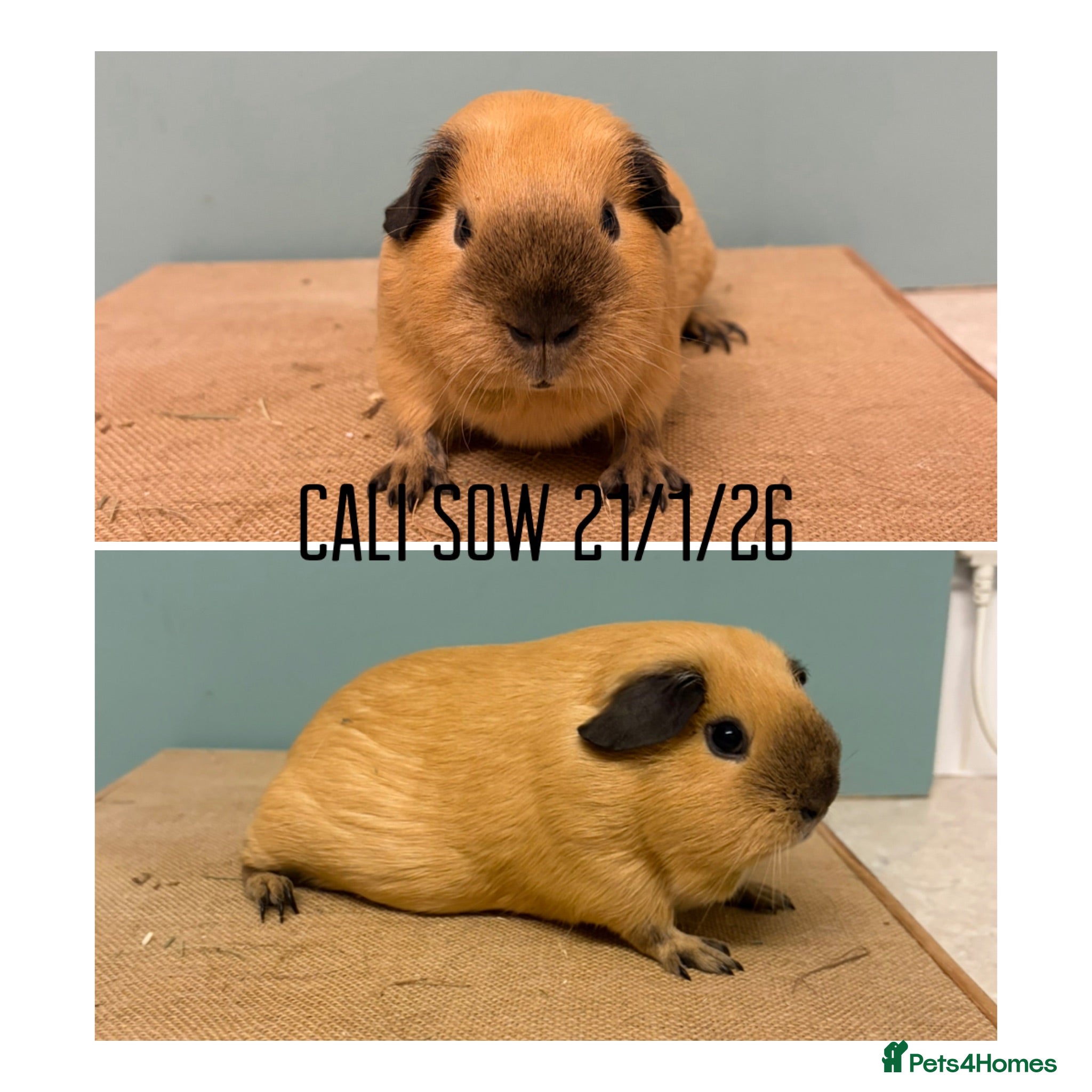Guinea Pig rodents Californian girls  - Advert 2