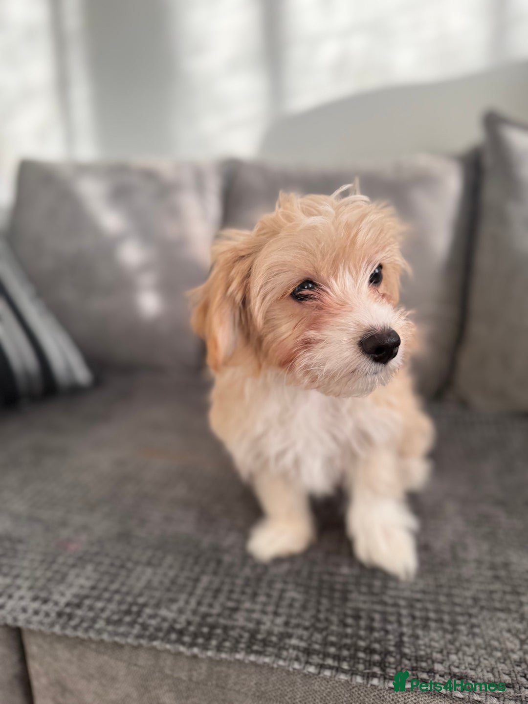 Morkie dogs for sale: Beige morkie  - Advert 2
