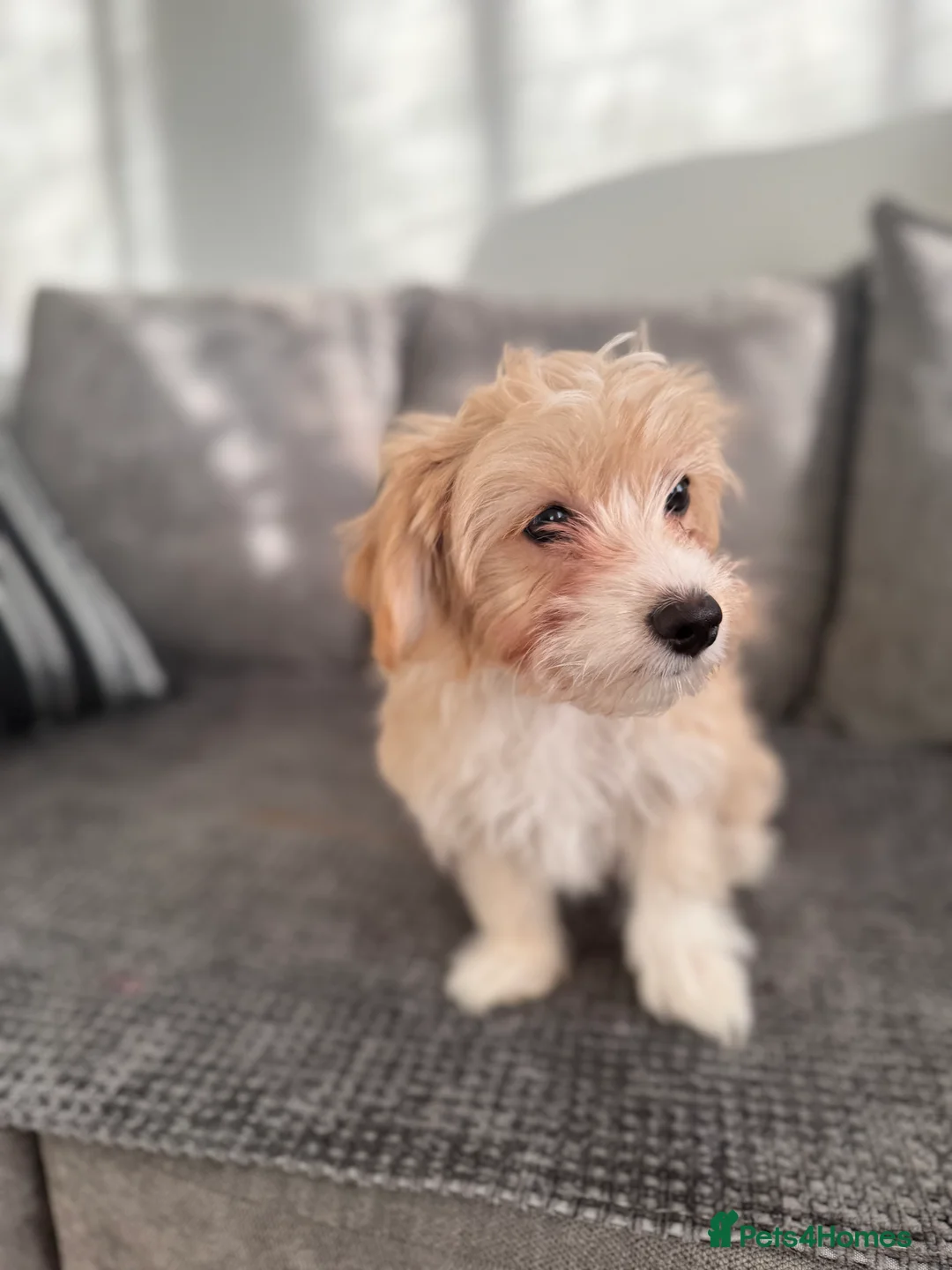 Morkie dogs for sale: Beige morkie  - Advert 2