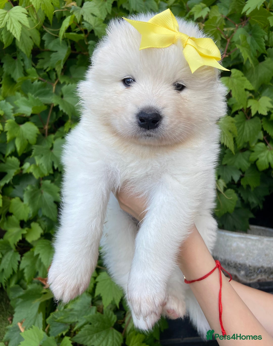 Samoyed dogs for sale: Beautiful Samoyed puppies  - Image 13