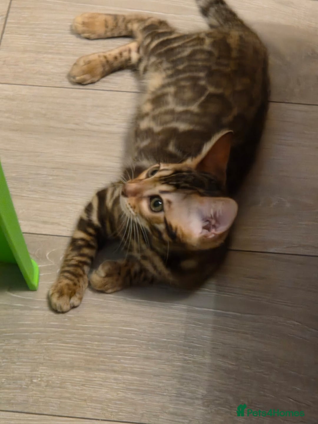 Bengal cats for sale: WE HAVE TWO BENGAL KITTENS FOR SALE!! - Advert 3