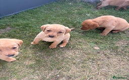 Labrador Retriever dogs for sale: Labrador puppies - Image 5