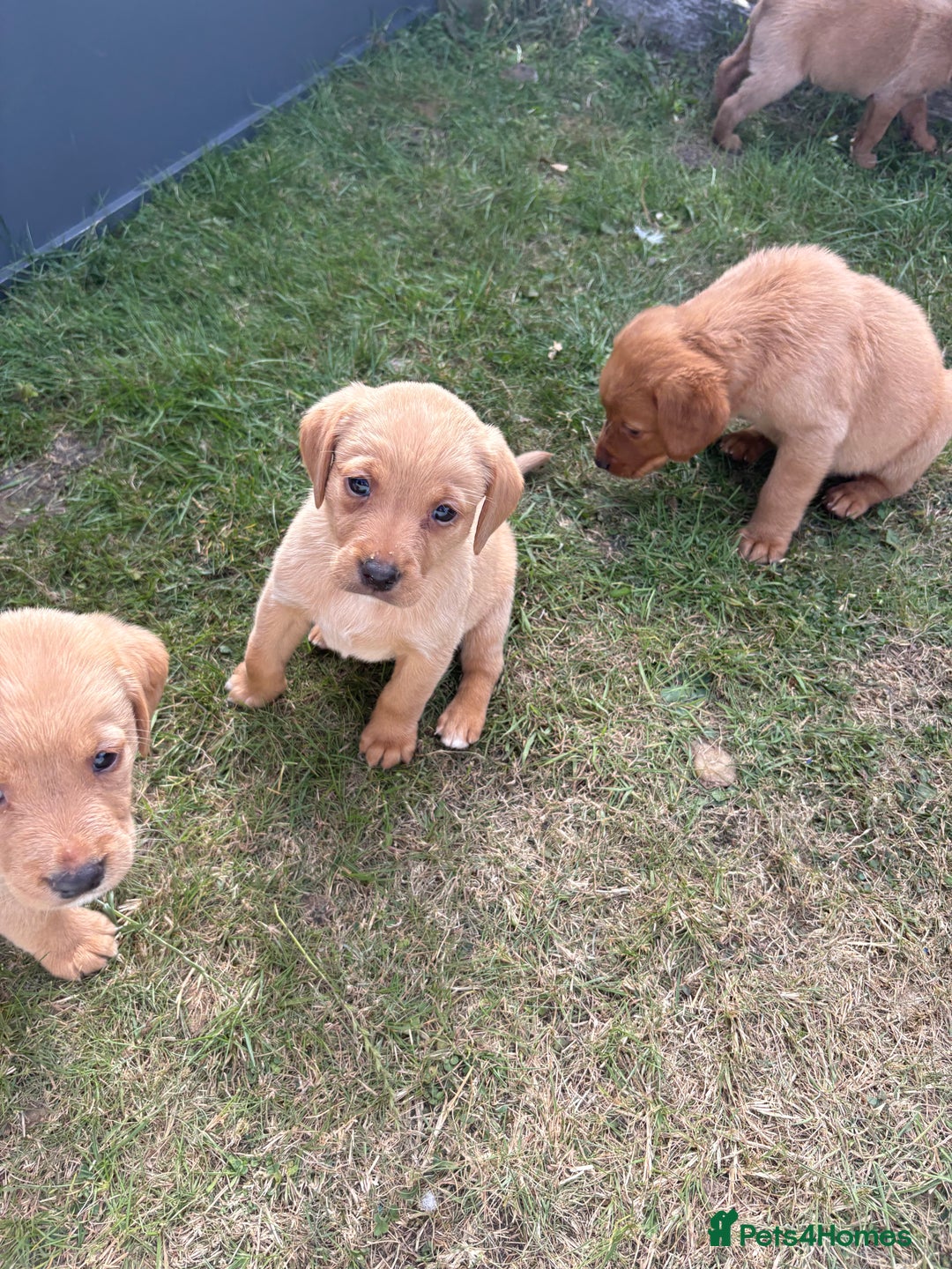 Labrador Retriever dogs for sale: Labrador puppies - Image 5
