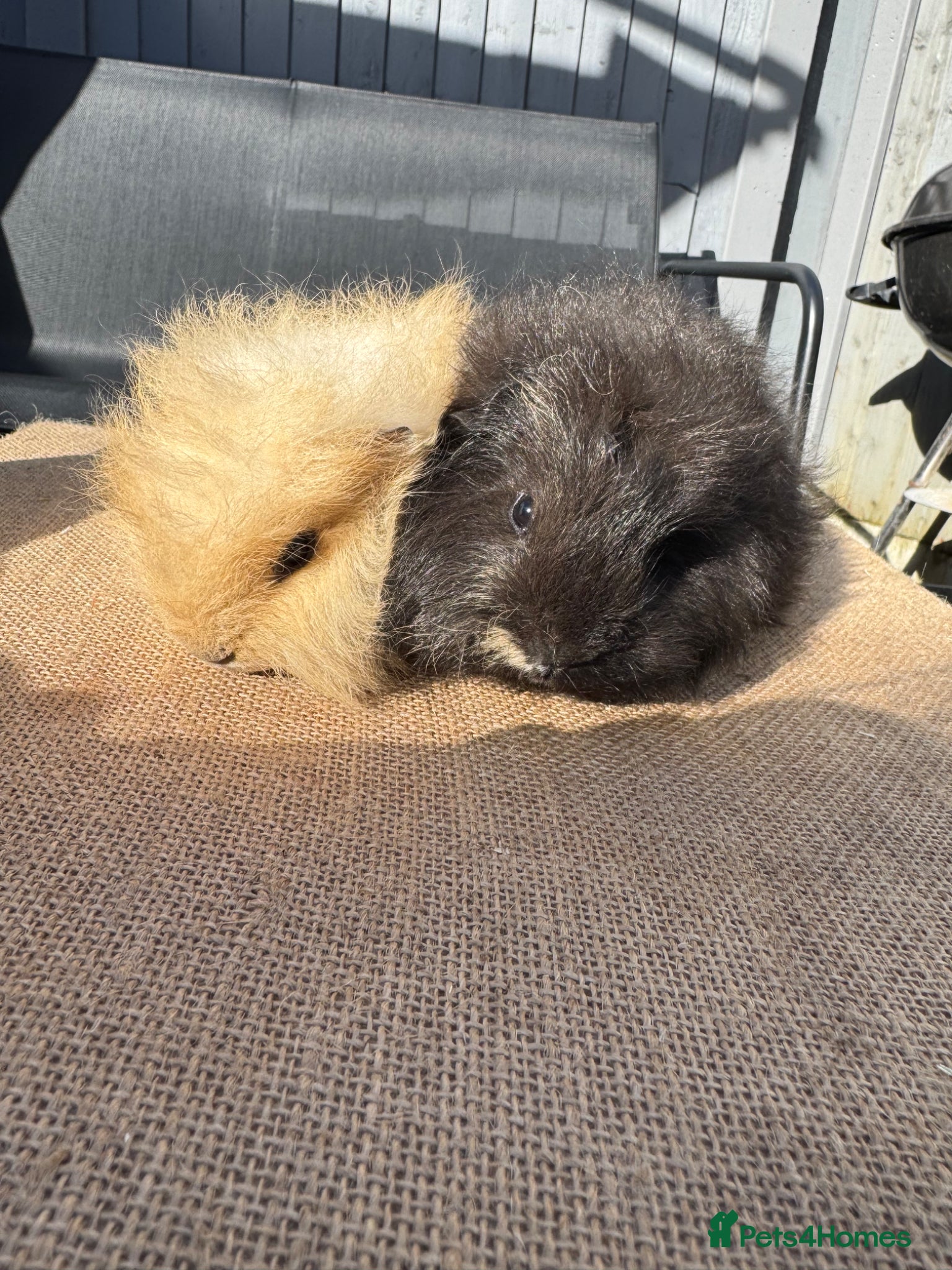 Guinea Pig rodents Swiss boars  - Advert 1