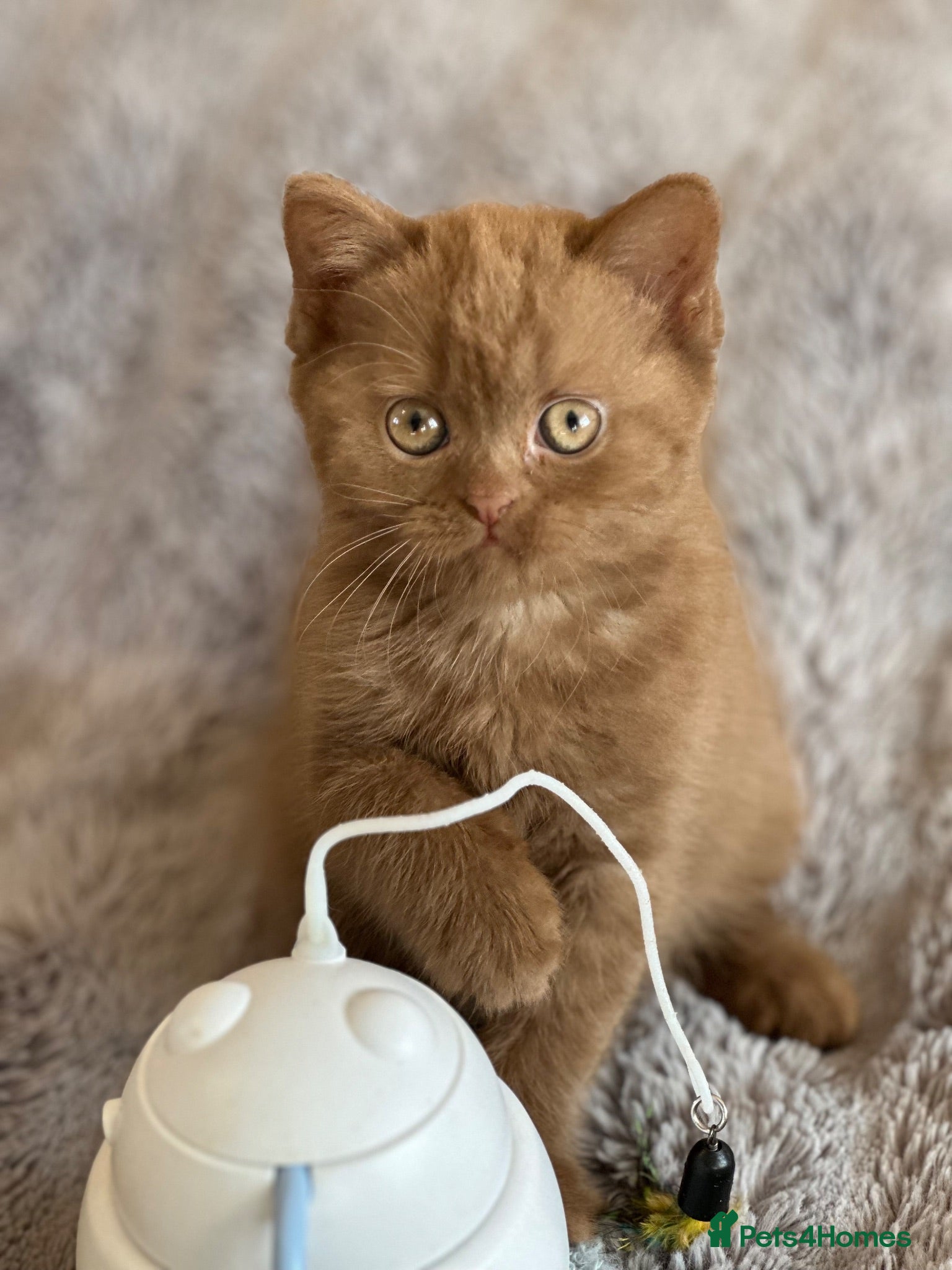 British Shorthair cats Champion British shorthair kittens very rare  - Advert 17