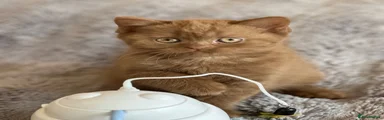 British Shorthair 5