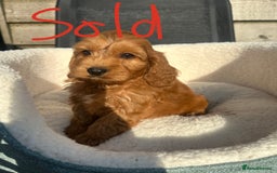 Cockapoo dogs for sale: Outstanding sable f1 Cockapoo puppies  - Image 7