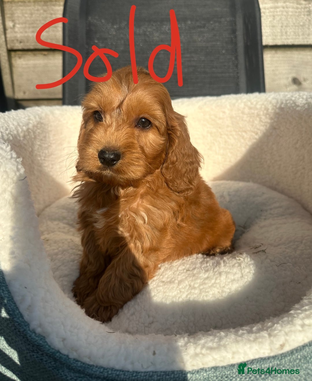 Cockapoo dogs for sale: Outstanding sable f1 Cockapoo puppies  - Image 7