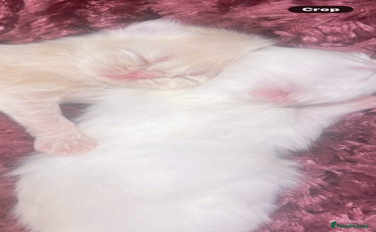 Persian cats ♥️🍃 ꨁ EXOTIC PERSIAN DOLL FACE KITTENS FOR SALE - Advert 5