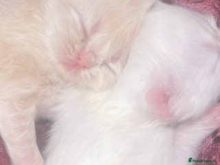 Persian cats ♥️🍃 ꨁ EXOTIC PERSIAN DOLL FACE KITTENS FOR SALE - Advert 3