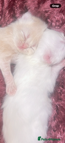 Persian cats ♥️🍃 ꨁ EXOTIC PERSIAN DOLL FACE KITTENS FOR SALE - Advert 5