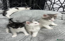 British Longhair cats for sale: Gorgeous fluffy kittens looking for forever home - Image 2