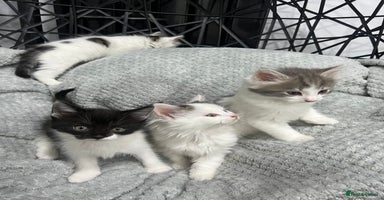 British Longhair cats - Advert 15