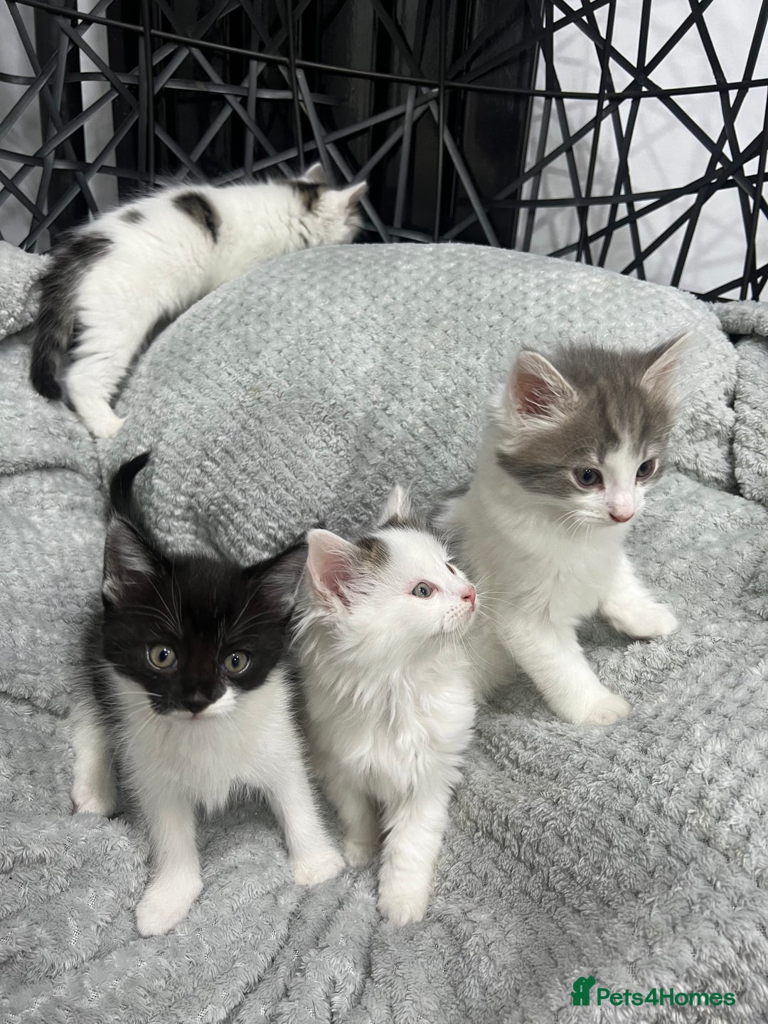 British Longhair cats for sale: Gorgeous fluffy kittens looking for forever home - Image 2
