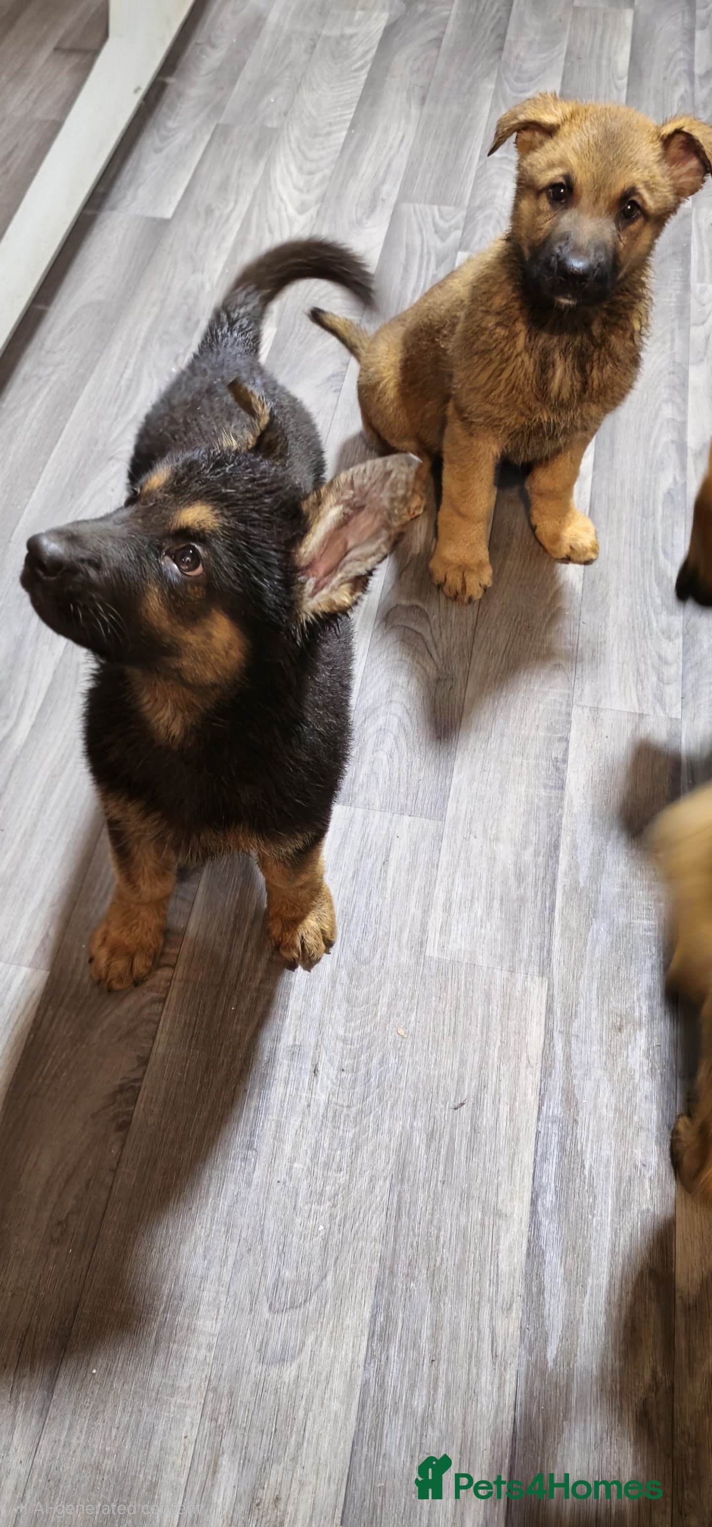 German Shepherd dogs German Shepherd puppies for sale - Advert 10