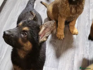 German Shepherd dogs German Shepherd puppies for sale - Advert 10