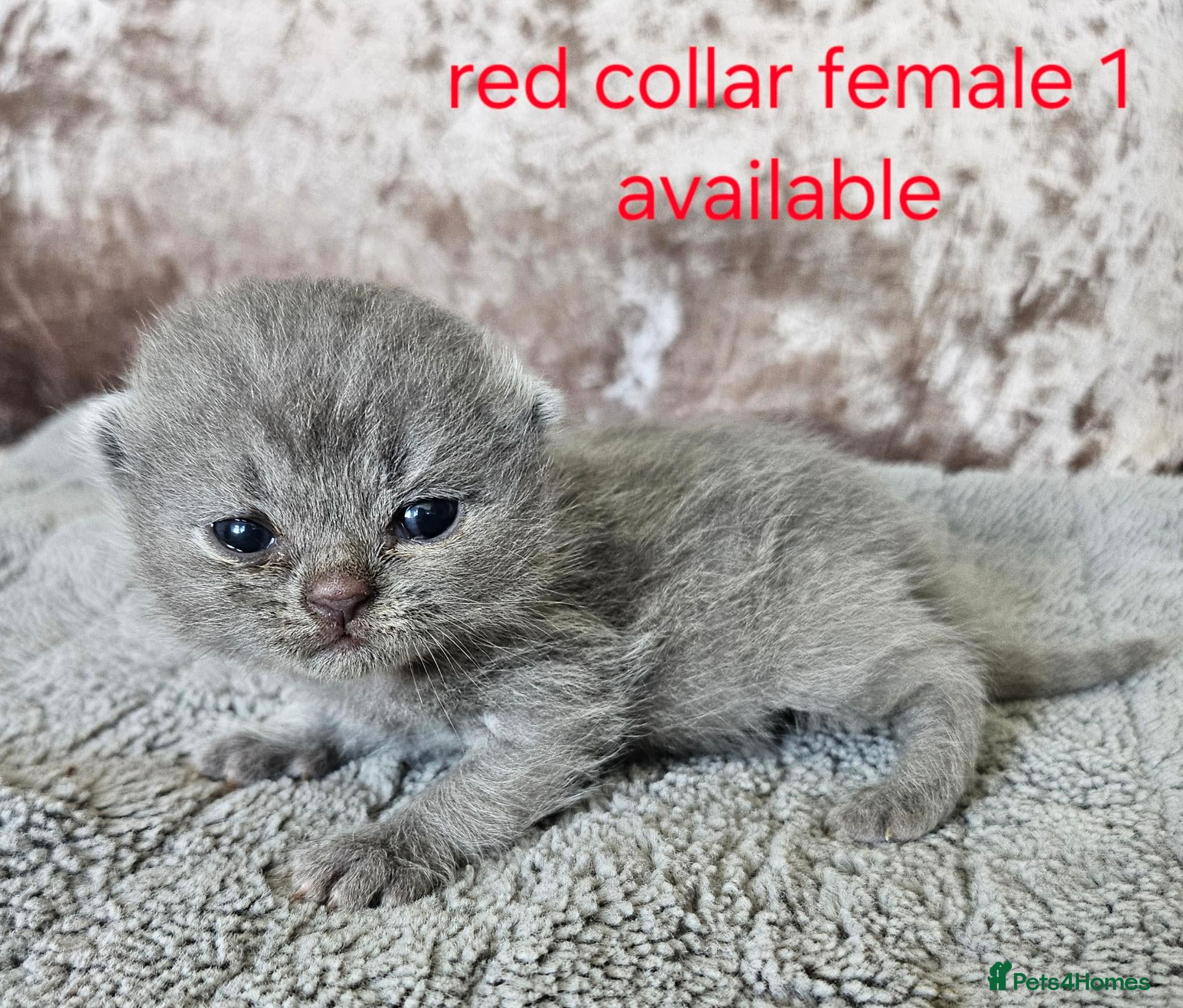 British Shorthair cats British shorthair kittens  - Advert 2