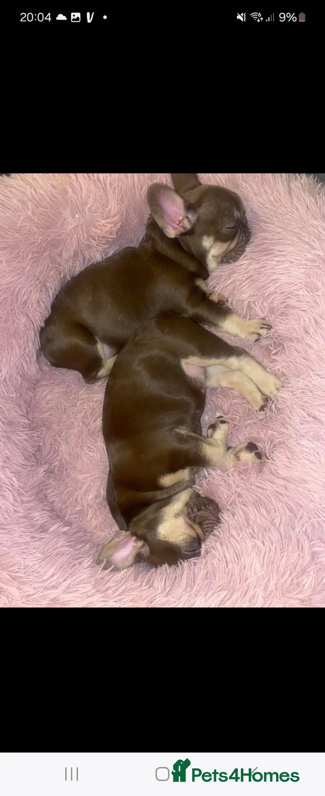 French Bulldog dogs for sale: Choclate and tan frenchie female  - Advert 2