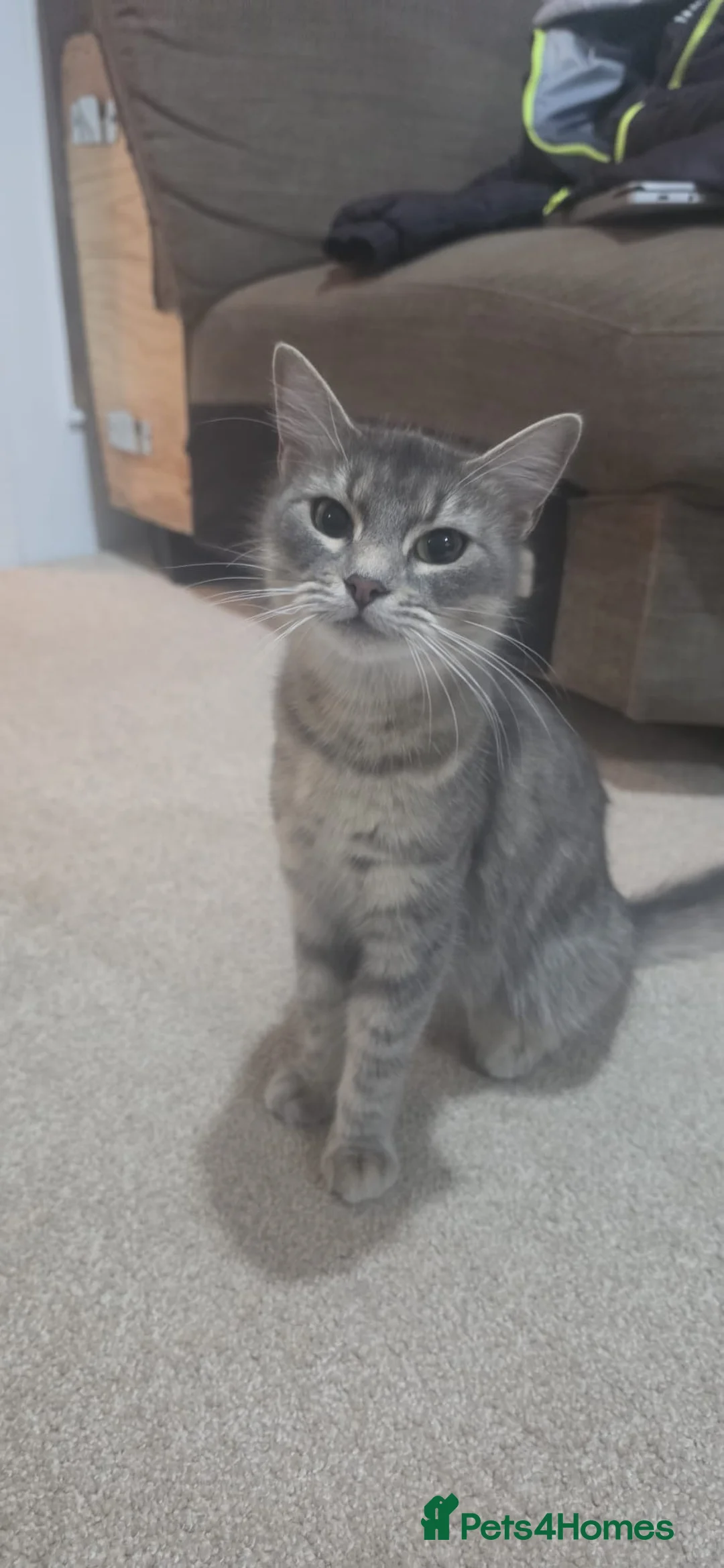 Ragdoll cats for sale: ragdoll for sale, urgent!! - Advert 2