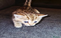 Bengal cats for sale: Absolutely Stunning Bengals  - Image 25