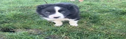 Border Collie dogs for sale: 1 beautiful male border collie puppy - Advert 4