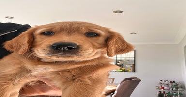 Golden Retriever dogs - Advert 1