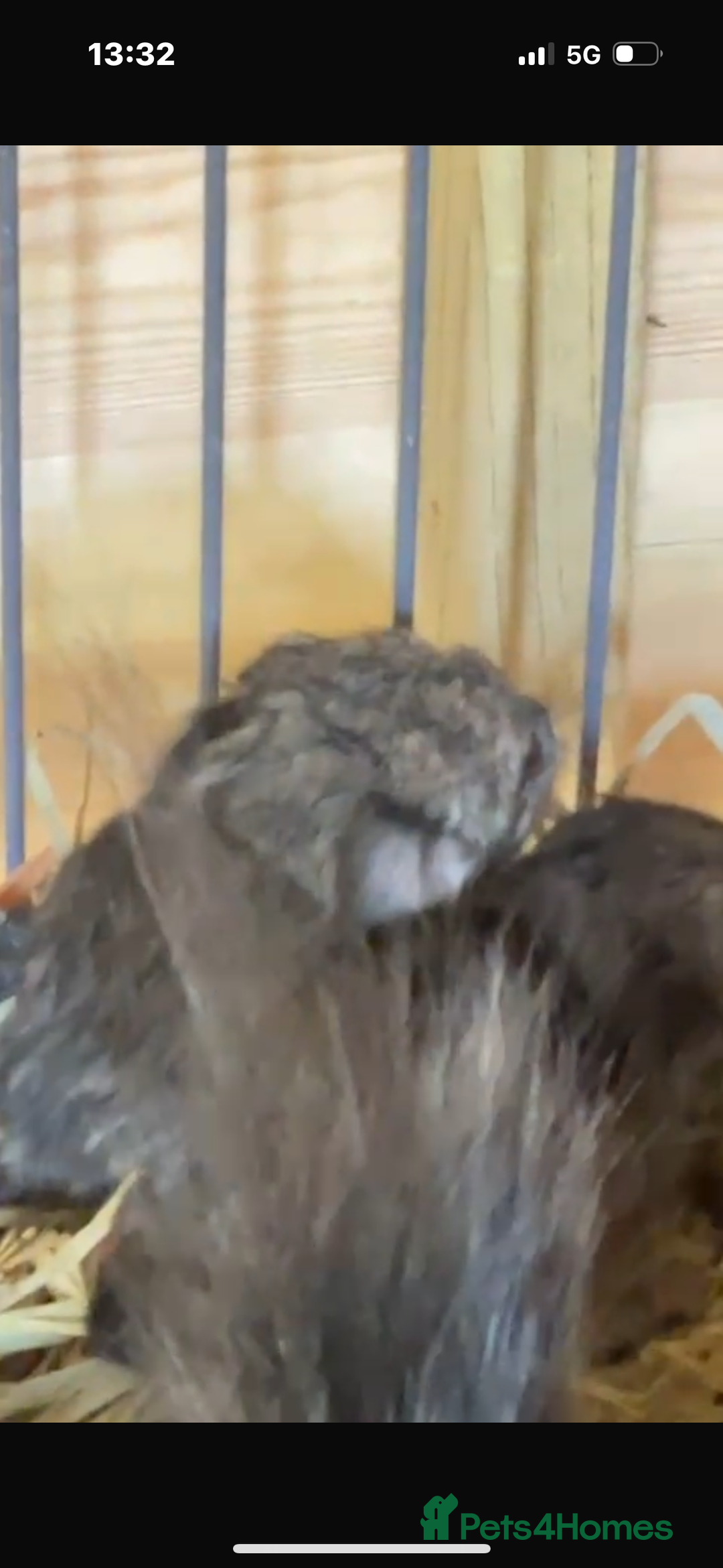 Chinchilla rodents for sale: Two adorable healthy chinchilla kits - Image 2