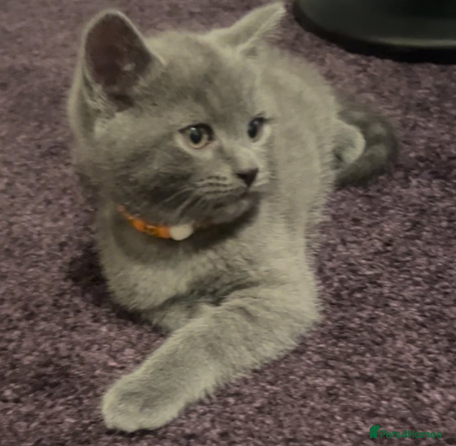 Russian Blue cats 1 Female Left - Russian Blue x Chartreux - Advert 15