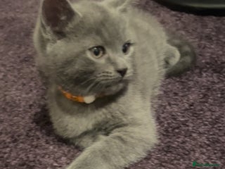 Russian Blue cats 1 Female Left - Russian Blue x Chartreux - Advert 15