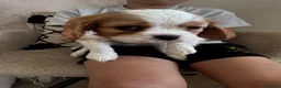 Cavalier King Charles Spaniel dogs for sale: Stunning hereditary clear KC one boy left - Advert 5