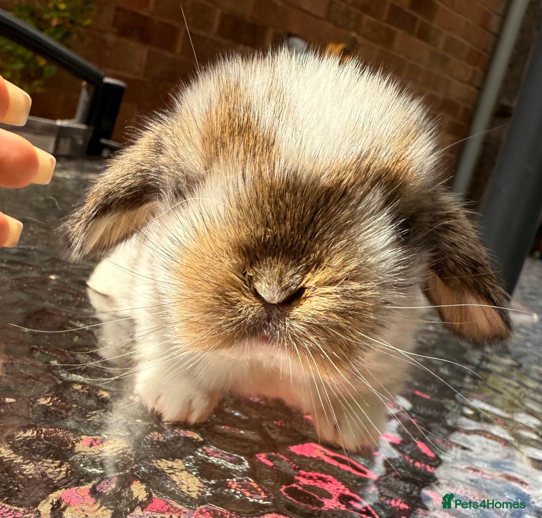 Mini Lop rabbits for sale: Top quality mini lop babies  - Image 9