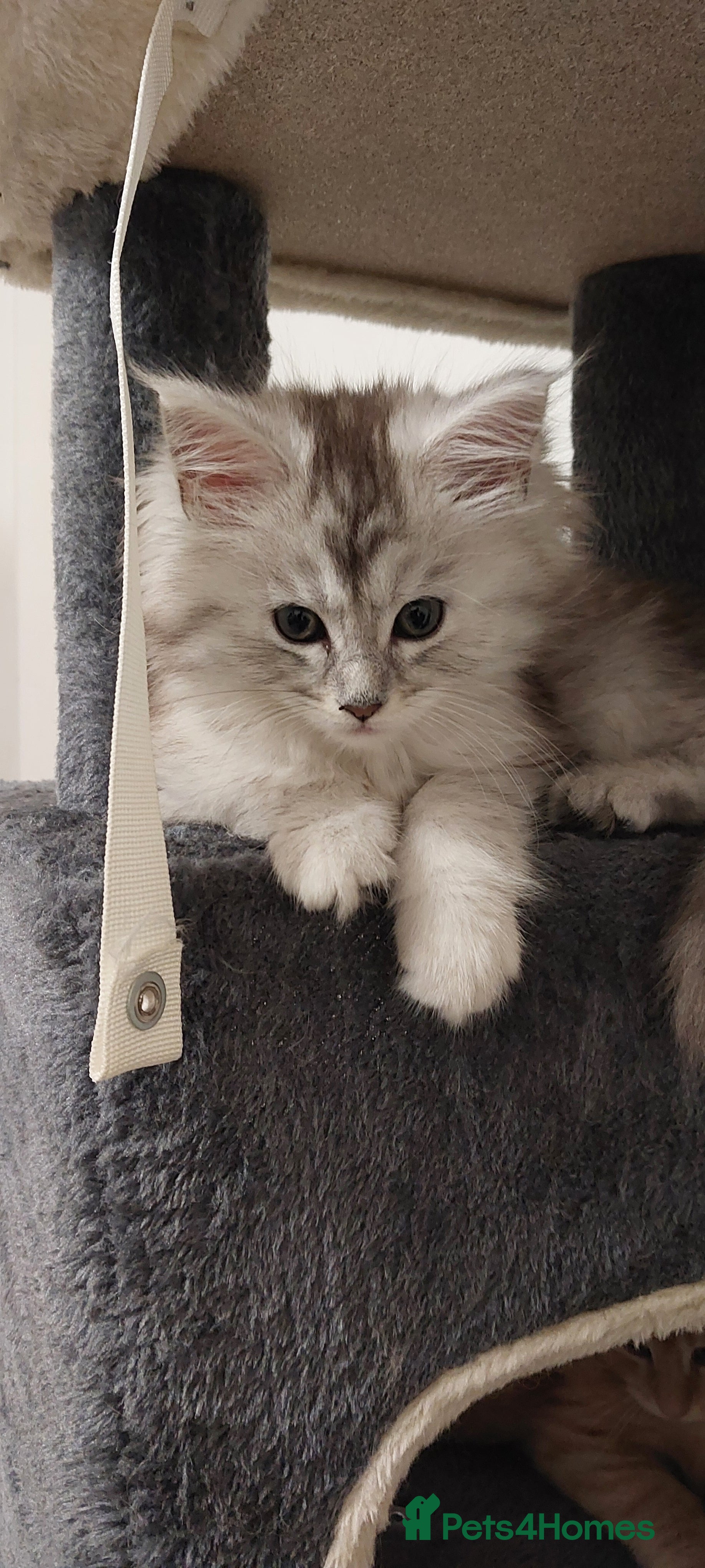 Maine Coon cats Maine Coon  kittens - Advert 16