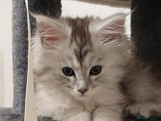 Maine Coon cats Maine Coon kittens - Advert 14