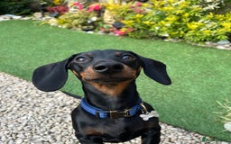 Miniature Dachshund dogs for stud: Black & tan Smooth Haired Dachshund Stud. - Image 7