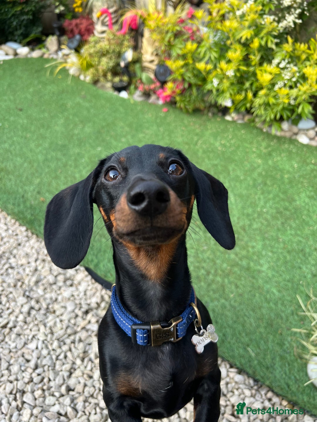 Miniature Dachshund dogs for stud: Black & tan Smooth Haired Dachshund Stud. - Image 7
