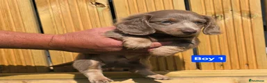 Dachshund Puppy 1