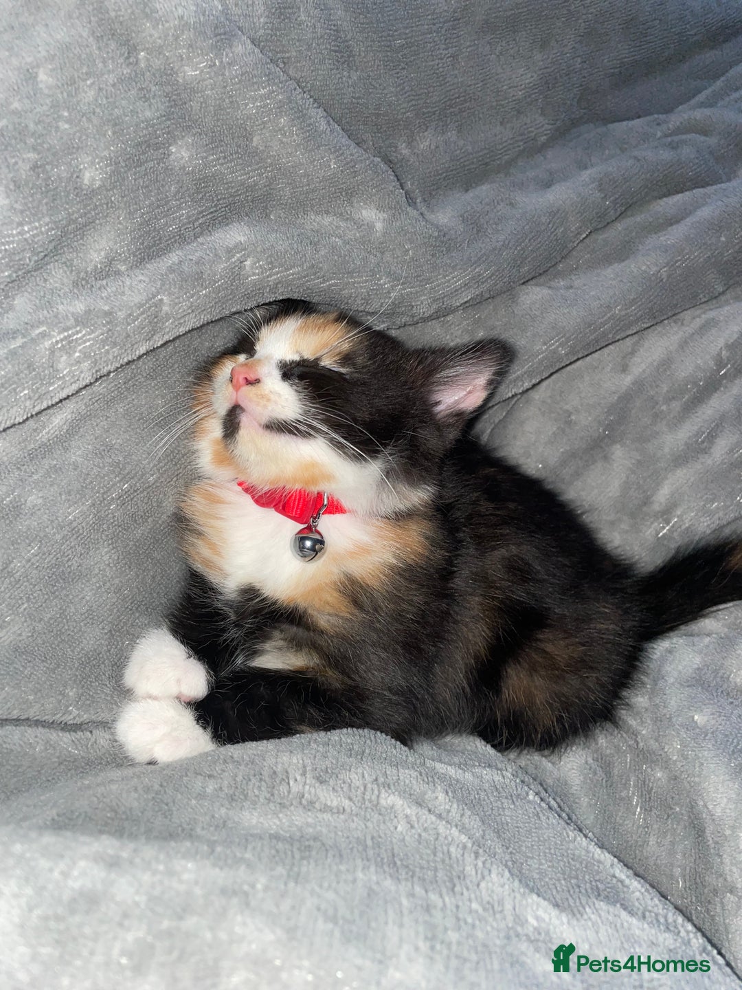 Mixed Breed cats for sale: Female Kitten 🖤 - Advert 3