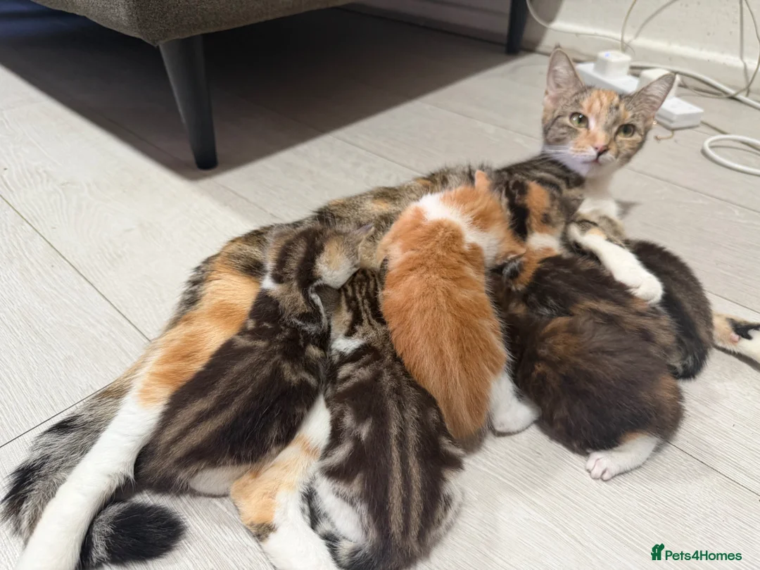 Mixed Breed cats for sale: BEAUTIFUL TORTISHELL KITTEN AND MORE - Advert 1