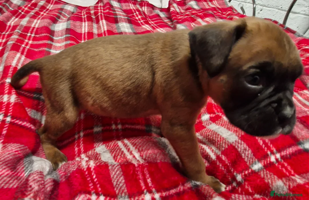 Boxer dogs for sale: Kc boxer puppies - Advert 21