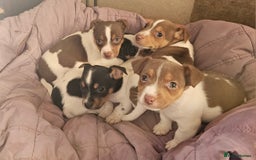 Jack Russell dogs for sale: Beautiful Jack Russell Puppies - Image 1