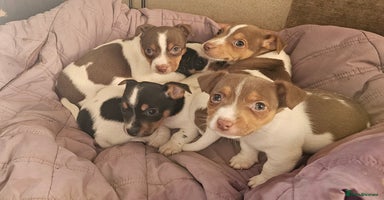 Jack Russell dogs - Advert 11